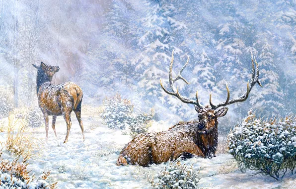 Зима, иней, лес, снег, природа, поза, рисунок, картина