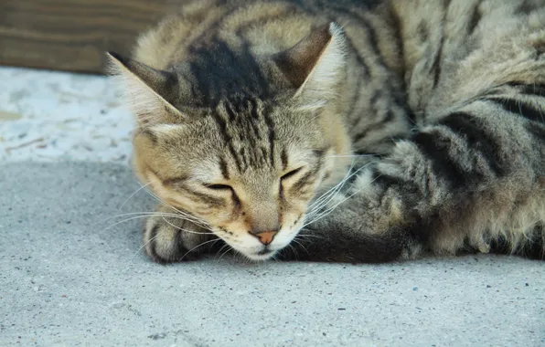 Картинка кошка, нос, полосатый