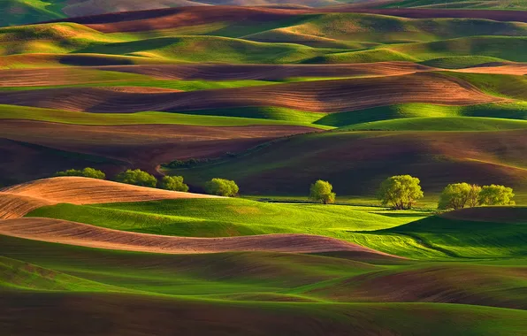 Поле, деревья, холмы