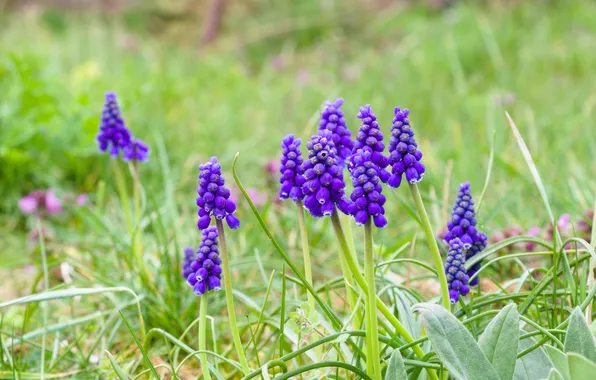 Flower, spring, grape hyacinths