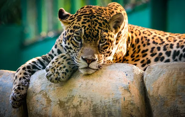 Картинка Jaguar, sad, beautiful, face, animal, stones, zoo, Panthera onca