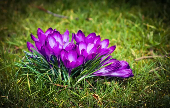 Картинка Трава, Grass, Крокусы, Crocuses, Purple crocus