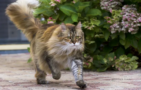 Картинка кошка, кот, растение, бег, киса, кусты