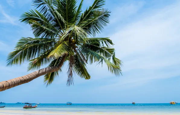 Песок, море, пляж, лето, небо, пальмы, summer, beach