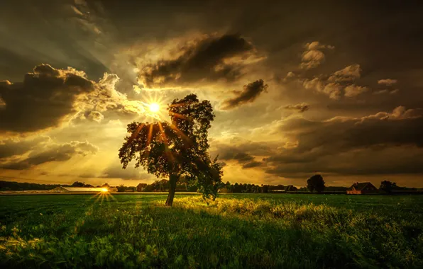 Картинка поле, солнце, лучи, тучи, дерево