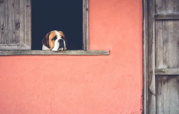 Картинка грусть, дом, собака, окно, ностальгия