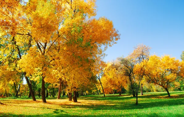 Beautiful, background, autumn, beauty, bright, branches, canopy