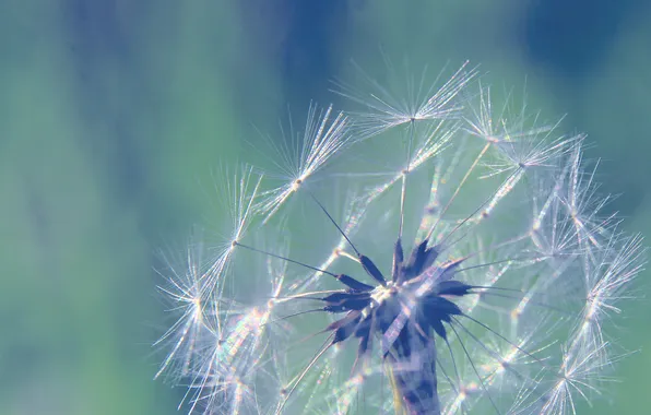 Plant, delicate, dandelion