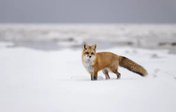 Зима, взгляд, снег, поза, лиса, рыжая, мордашка