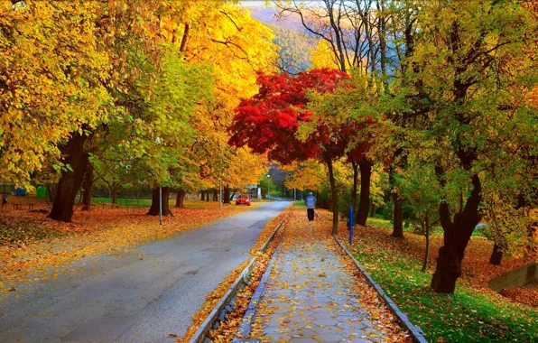 Дорога, листья, деревья, парк, улица, листва, Осень, прогулка