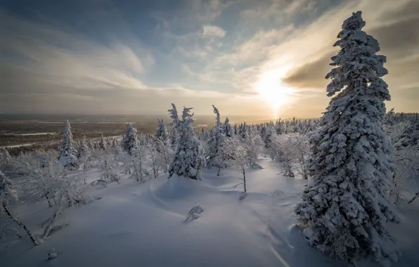 Зима, снег, деревья, природа, Финляндия