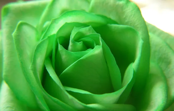 Картинка цветы, green, роза, красота, лепестки, flower, Rose, зелёная