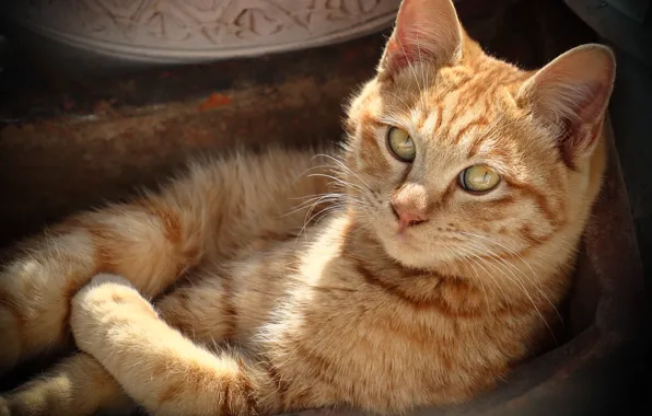 Картинка кошка, кот, взгляд, отдых, рыжий, мордочка, котейка