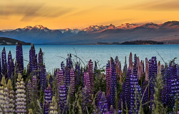 Небо, цветы, горы, Новая Зеландия, Люпины, Южный остров, озеро Текапо