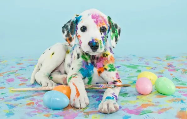 Краски, яйца, щенок, кисти
