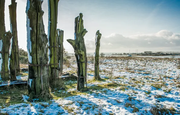 Nederland, Gelderland, Ancient forest, Ubbergen