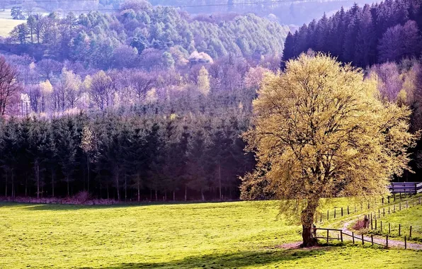 Картинка деревья, поляна, Природа