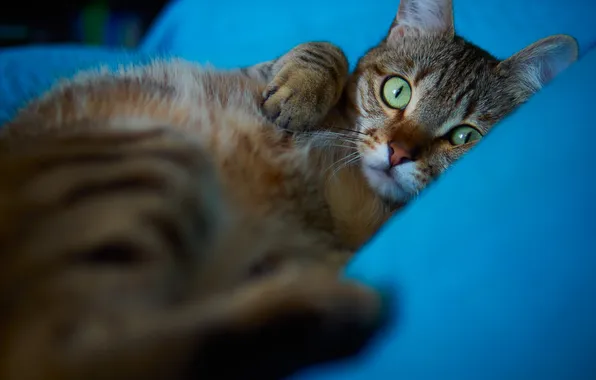 Кошка, кот, взгляд, поза, мордашка
