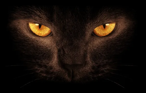 Картинка глаза, кот, черный, тёмный фон