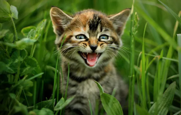 Картинка трава, кот, природа, котёнок