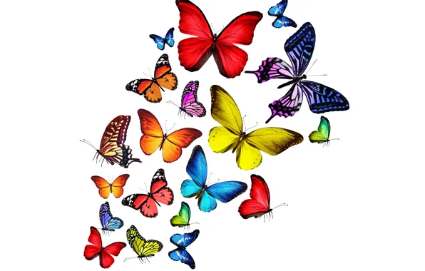 Картинка бабочки, colorful, разноцветные, bright, butterflies, радужные