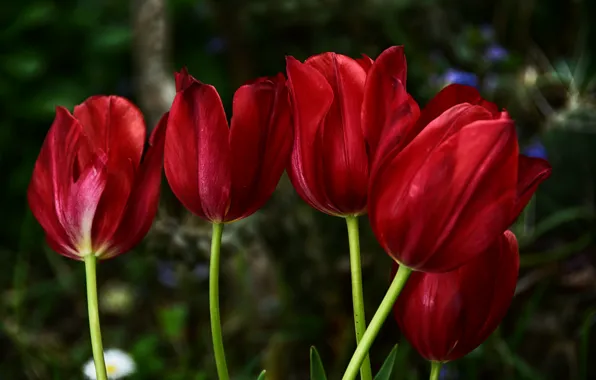 Весна, тюльпаны, красные, red, spring, Tulips