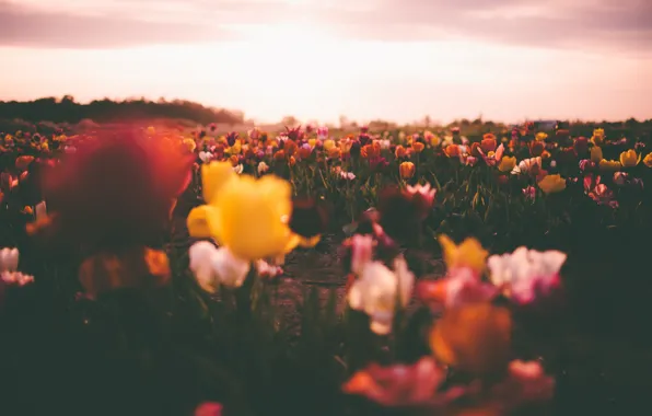 Картинка поле, небо, солнце, облака, цветы, тюльпаны, поле тюльпанов, боке