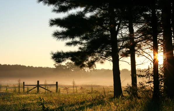 Картинка поле, лес, небо, деревья, туман, рассвет, утро, США