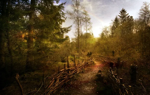 Картинка дорога, лес, забор