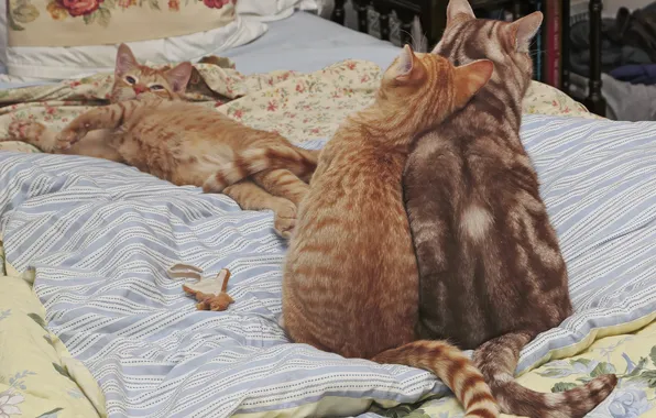 Кошка, кот, взгляд, кошки, поза, уют, котенок, кровать