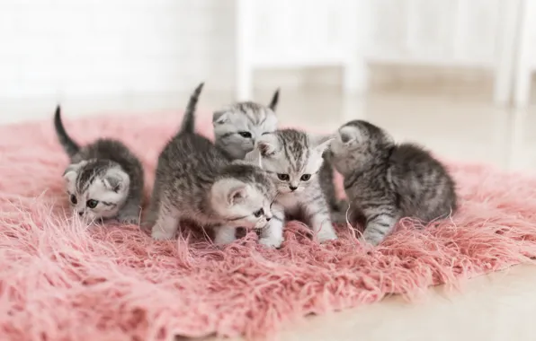 Котята, мех, серые, выводок