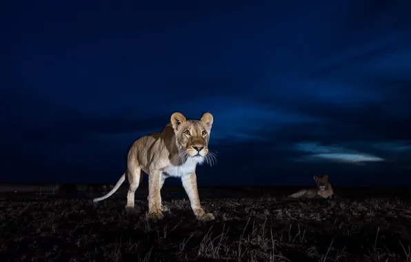 Картинка ночь, звери, львы