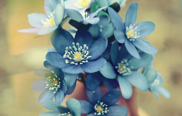 Цветы, лепестки, голубые