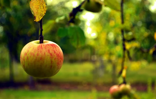 Осень, макро, яблоко