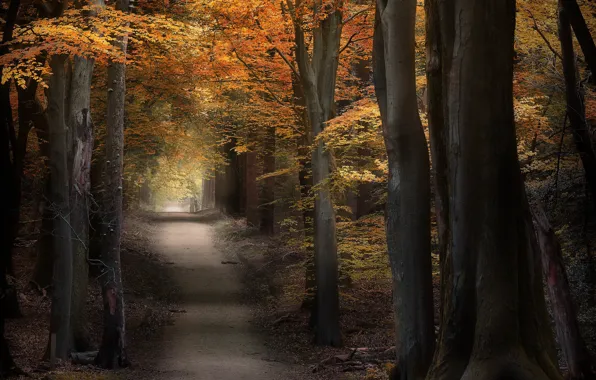 Дорога, осень, деревья