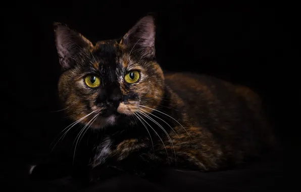 Кот, взгляд, темный фон, портрет, трехцветный