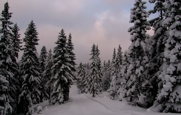 Зима, лес, снег, вечер, ели, мороз, Норвегия, forest