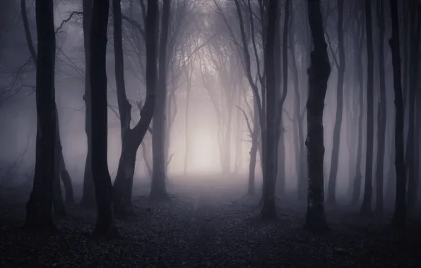 Лес, деревья, природа, туман