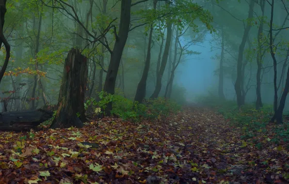 Картинка осень, лес, листья, деревья, туман, Природа, тропа, вечер