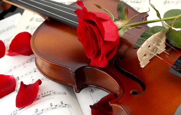 Картинка цветок, ноты, скрипка, роза, лепестки, красная