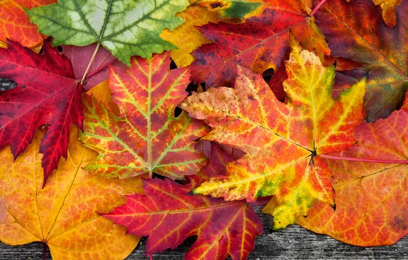 Листья, дерево, colorful, autumn, leaves, осенние