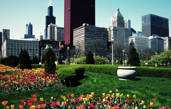 Картинка лето, цветы, парк, небоскребы, чикаго, Chicago, кусты
