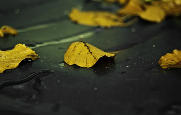 Осень, асфальт, листья, желтый, мокрый, дождь, Лист