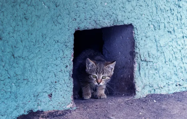 Кошка, взгляд, дом, котенок, серый, стена, дыра, полосатый