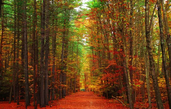 Дорога, осень, лес, листья, деревья, парк, аллея