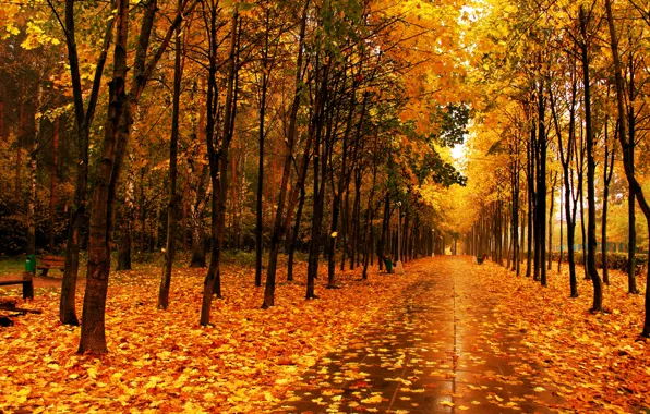 Картинка аллея, деревья, парк, Осень, листья