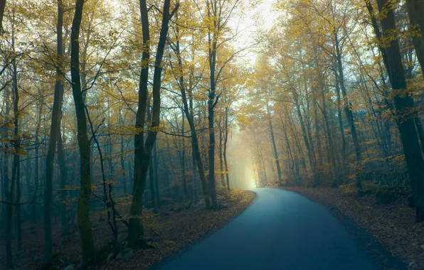 Дорога, осень, лес, туман, Twilight, by Robin De Blanche