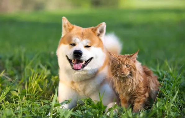 Кошка, кот, собака, друзья