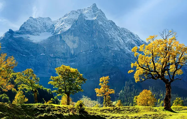 Картинка Snow, Mountains, Austria, Trees, Maple