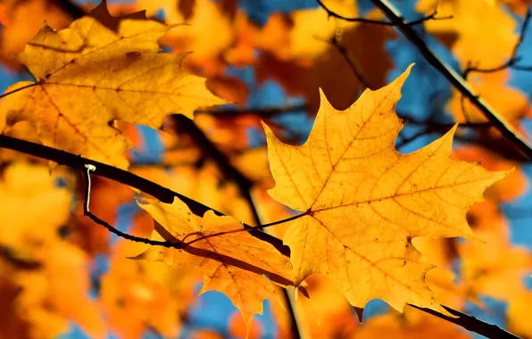 Картинка осень, небо, листья, ветки, клен